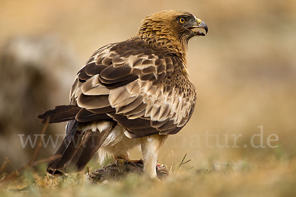 Zwergadler (Aquila pennata)