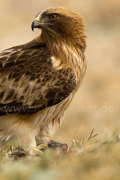 Zwergadler (Aquila pennata)