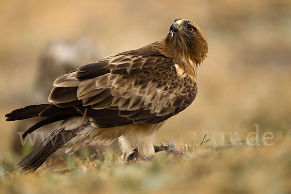 Zwergadler (Aquila pennata)