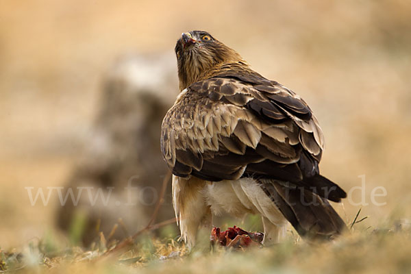 Zwergadler (Aquila pennata)