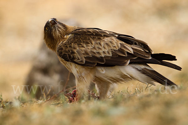 Zwergadler (Aquila pennata)