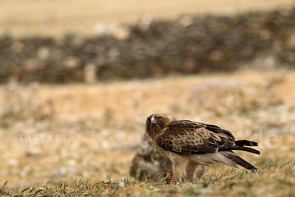 Zwergadler (Aquila pennata)