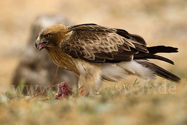 Zwergadler (Aquila pennata)