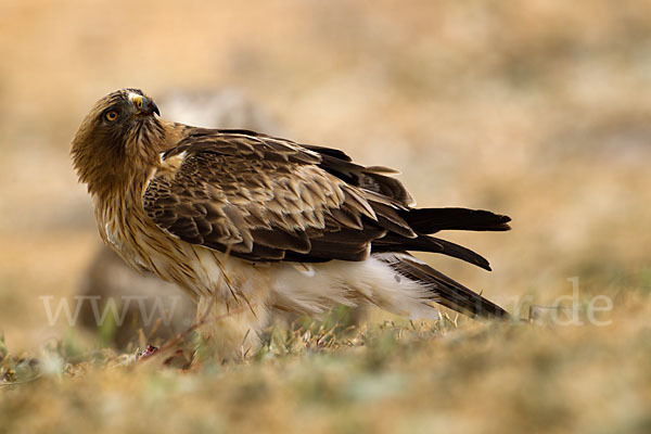 Zwergadler (Aquila pennata)