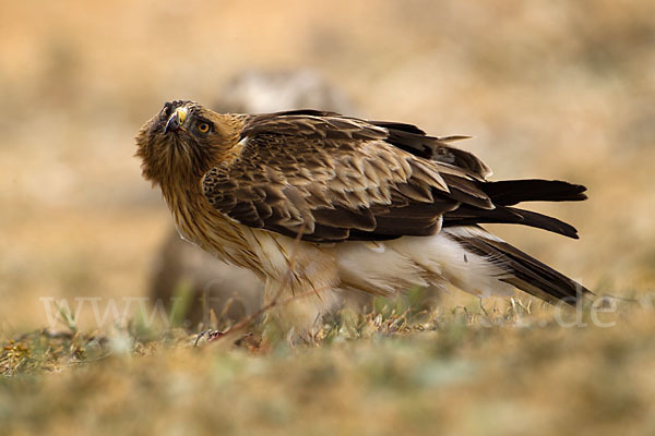 Zwergadler (Aquila pennata)