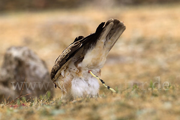 Zwergadler (Aquila pennata)