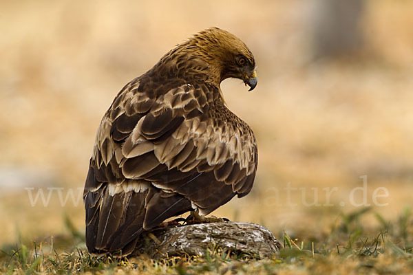 Zwergadler (Aquila pennata)