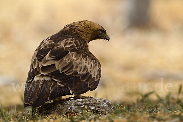 Zwergadler (Aquila pennata)