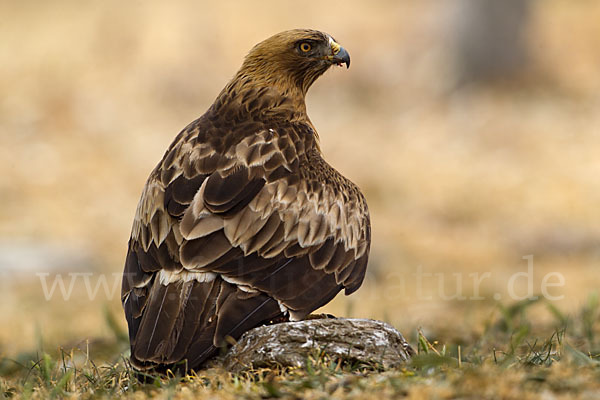 Zwergadler (Aquila pennata)