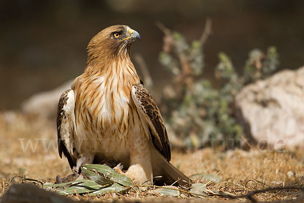 Zwergadler (Aquila pennata)