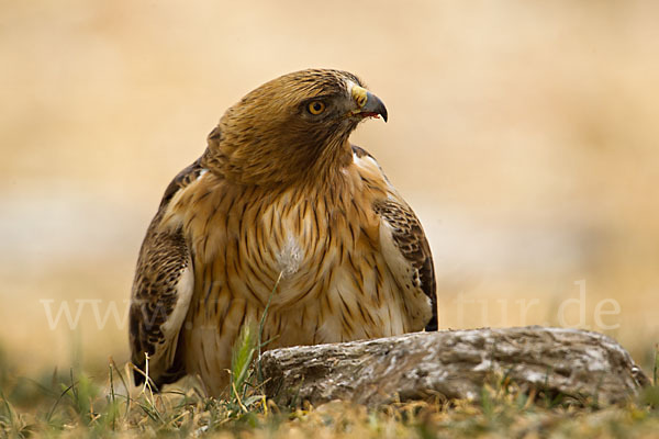 Zwergadler (Aquila pennata)