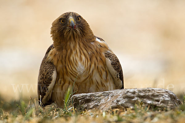 Zwergadler (Aquila pennata)