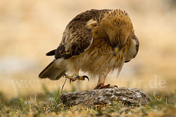 Zwergadler (Aquila pennata)