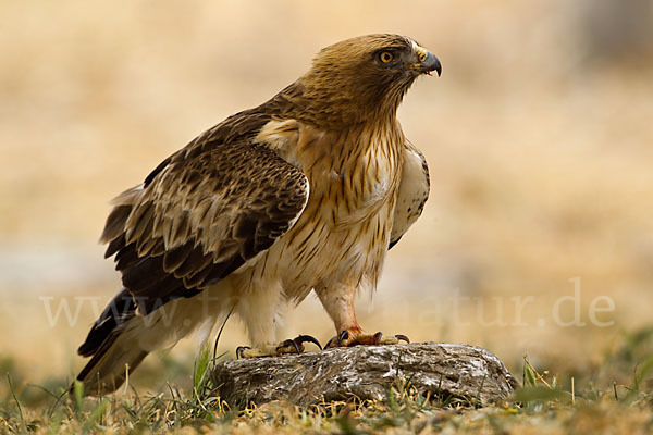 Zwergadler (Aquila pennata)