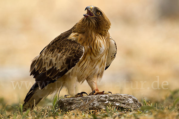 Zwergadler (Aquila pennata)