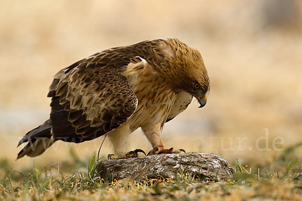 Zwergadler (Aquila pennata)