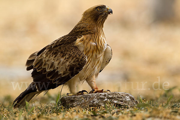 Zwergadler (Aquila pennata)