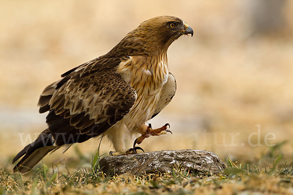 Zwergadler (Aquila pennata)