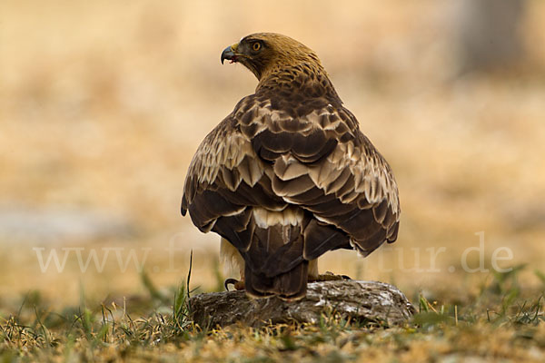 Zwergadler (Aquila pennata)