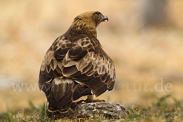 Zwergadler (Aquila pennata)