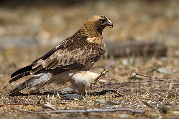 Zwergadler (Aquila pennata)