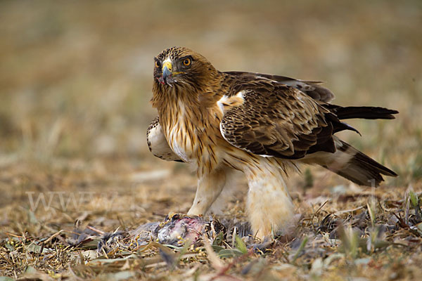 Zwergadler (Aquila pennata)