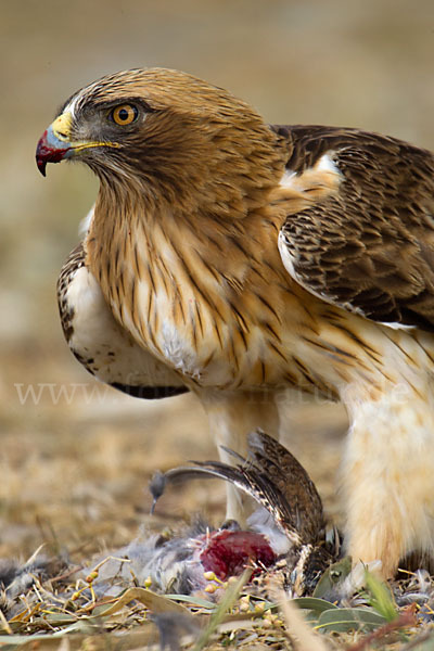 Zwergadler (Aquila pennata)