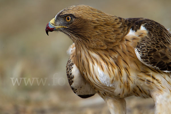 Zwergadler (Aquila pennata)