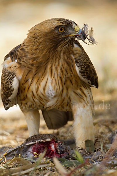 Zwergadler (Aquila pennata)