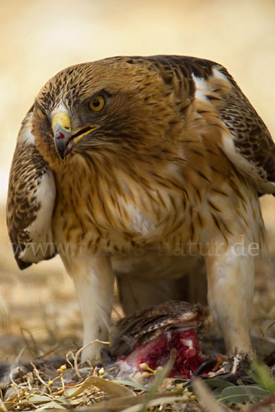 Zwergadler (Aquila pennata)