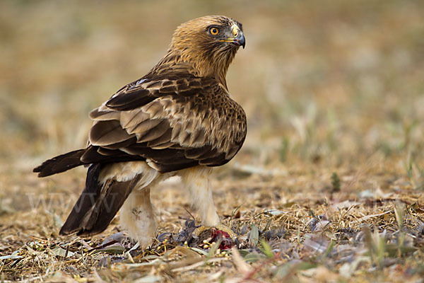 Zwergadler (Aquila pennata)