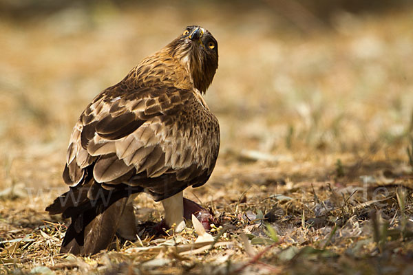 Zwergadler (Aquila pennata)