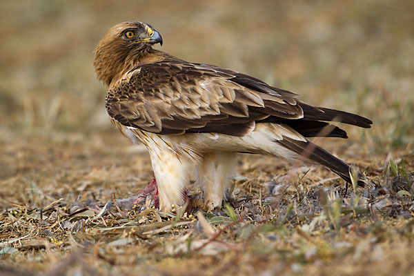 Zwergadler (Aquila pennata)