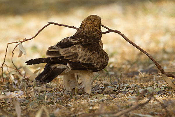 Zwergadler (Aquila pennata)