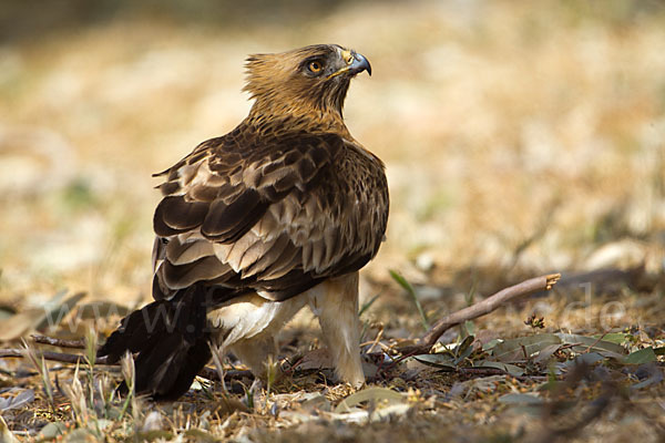 Zwergadler (Aquila pennata)