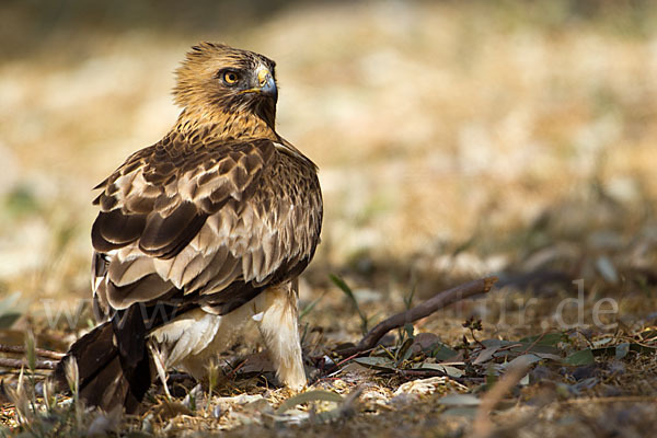 Zwergadler (Aquila pennata)