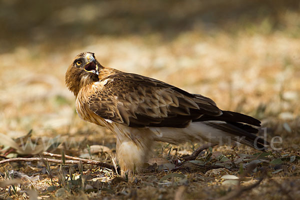 Zwergadler (Aquila pennata)