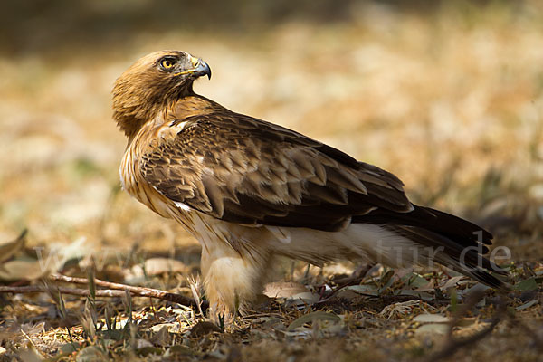 Zwergadler (Aquila pennata)