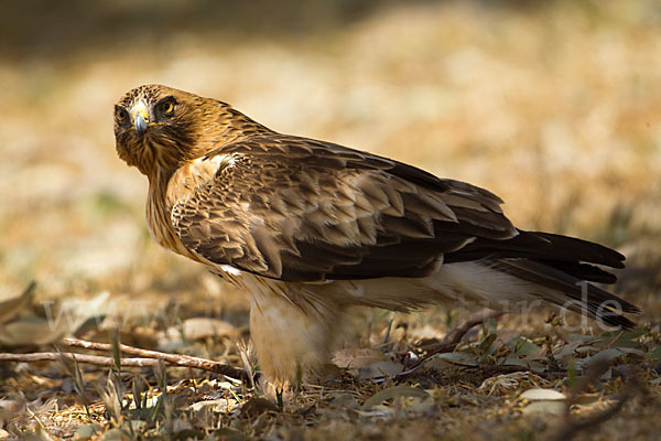 Zwergadler (Aquila pennata)