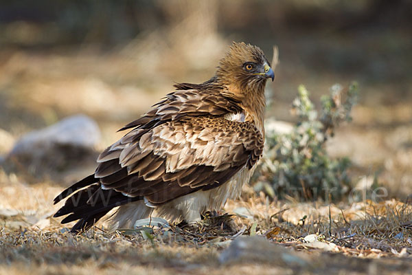 Zwergadler (Aquila pennata)