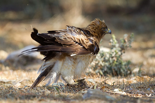 Zwergadler (Aquila pennata)