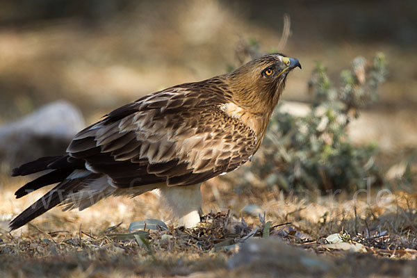 Zwergadler (Aquila pennata)