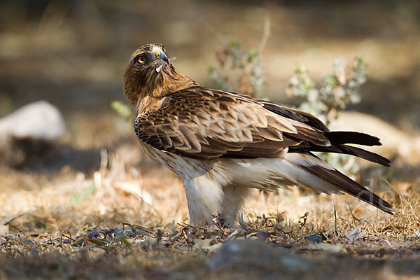 Zwergadler (Aquila pennata)