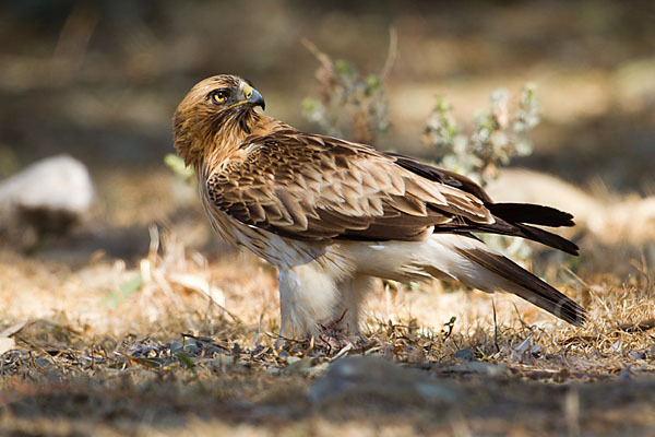 Zwergadler (Aquila pennata)