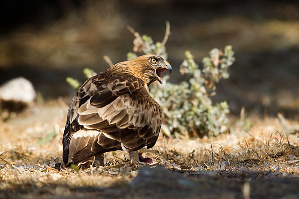 Zwergadler (Aquila pennata)