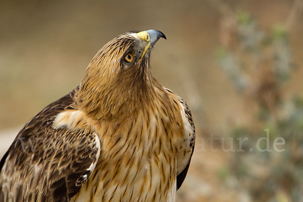 Zwergadler (Aquila pennata)