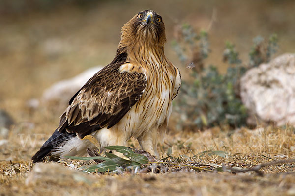 Zwergadler (Aquila pennata)