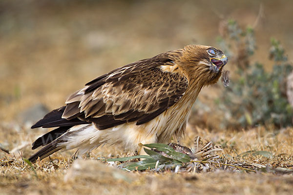 Zwergadler (Aquila pennata)