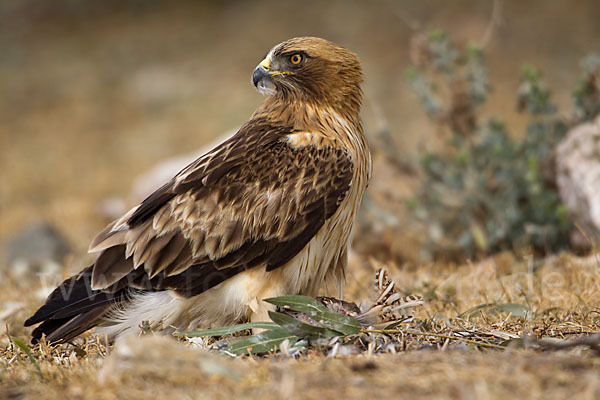 Zwergadler (Aquila pennata)