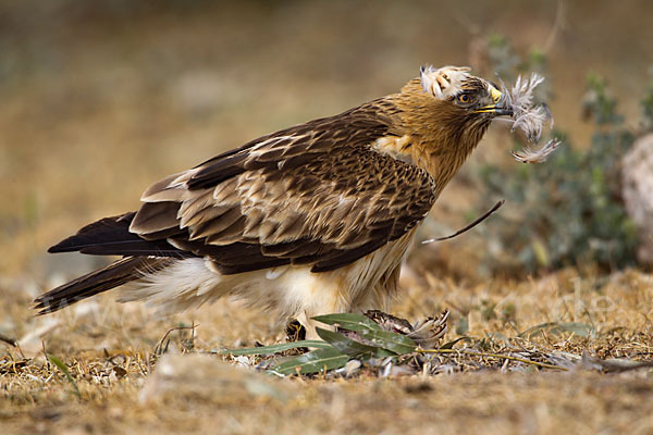 Zwergadler (Aquila pennata)